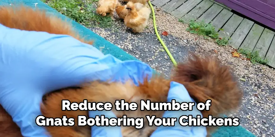 Reduce the Number of Gnats Bothering Your Chickens