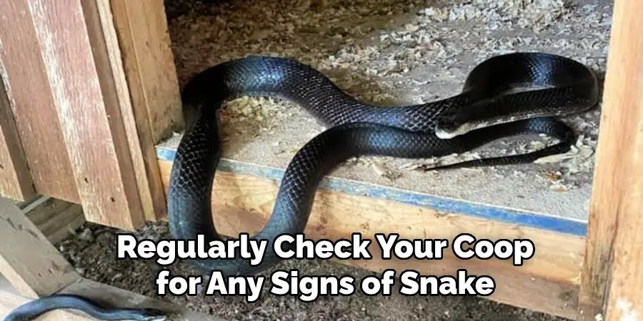 Regularly Check Your Coop for Any Signs of Snake