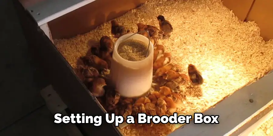 Setting Up a Brooder Box