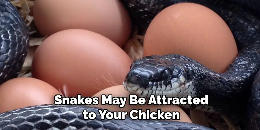 Snakes May Be Attracted to Your Chicken