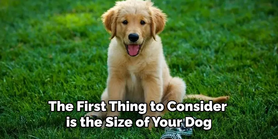 The First Thing to Consider is the Size of Your Dog