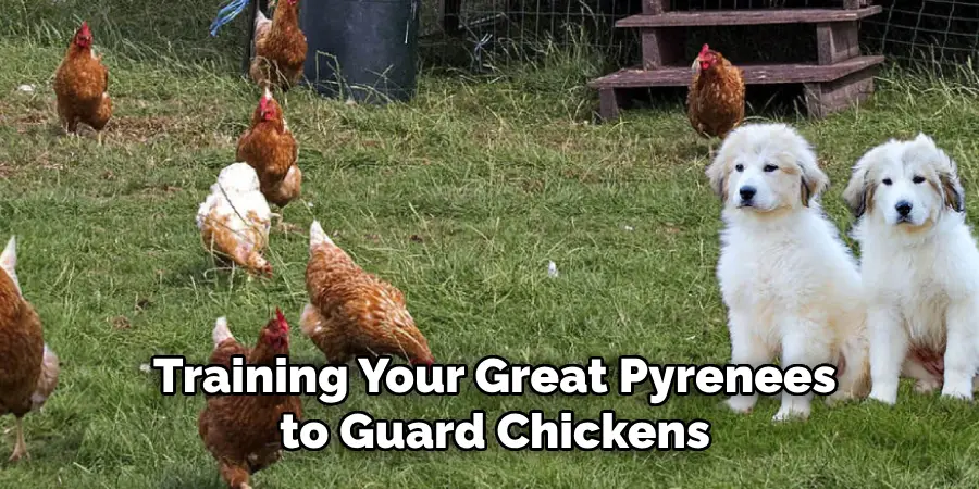 Training Your Great Pyrenees to Guard Chickens