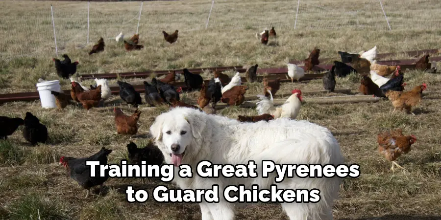 Training a Great Pyrenees to Guard Chickens