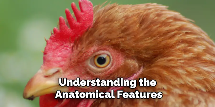 Understanding the Anatomical Features
