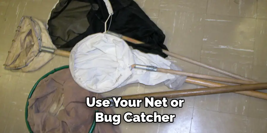 Use Your Net or Bug Catcher
