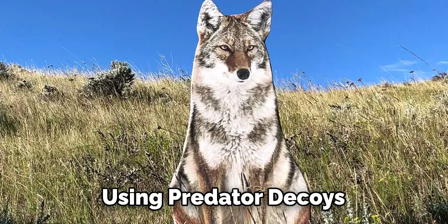 Using Predator Decoys
