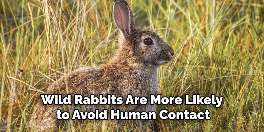 Wild Rabbits Are More Likely to Avoid Human Contact