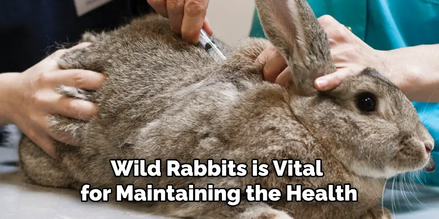 Wild Rabbits is Vital for Maintaining the Health