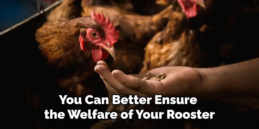 You Can Better Ensure the Welfare of Your Rooster