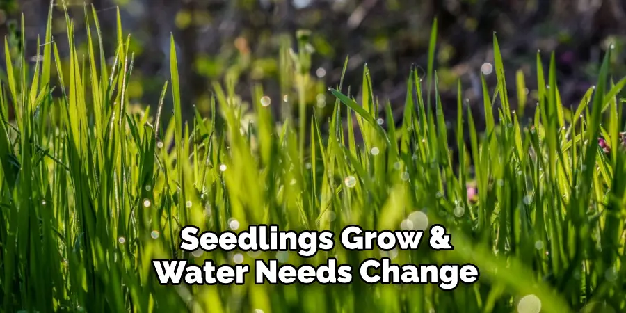 Seedlings Grow & Their Water Needs Change