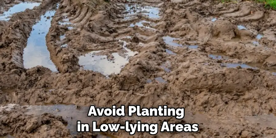 Avoid Planting 
in Low-lying Areas