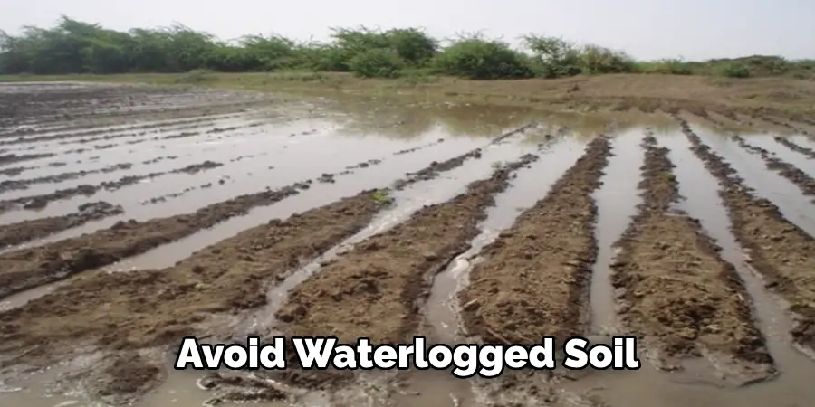 Avoid Waterlogged Soil