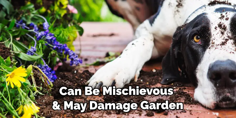 Can Be Mischievous and May Damage Garden