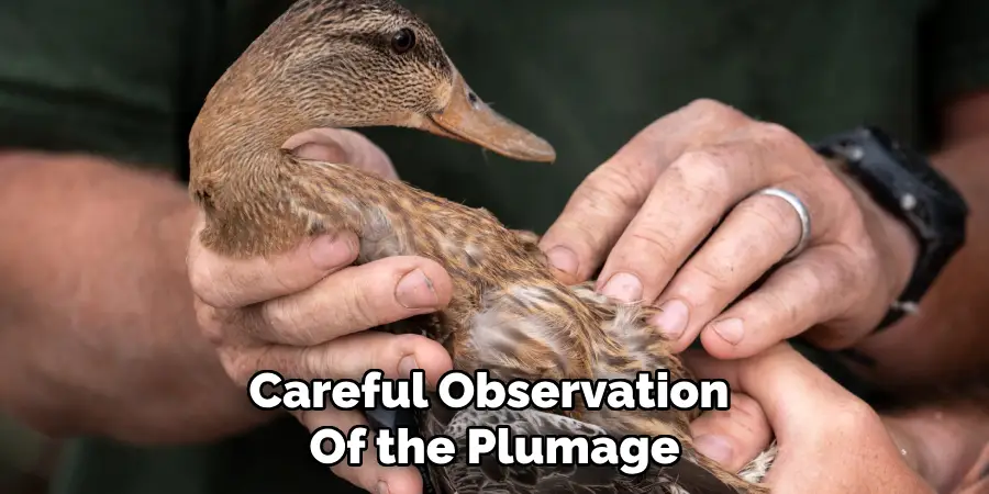 Careful Observation
Of the Plumage