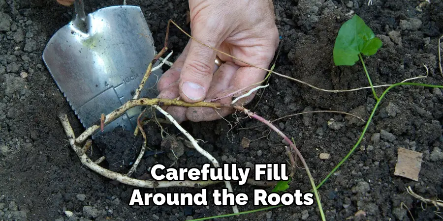 Carefully Fill 
Around the Roots