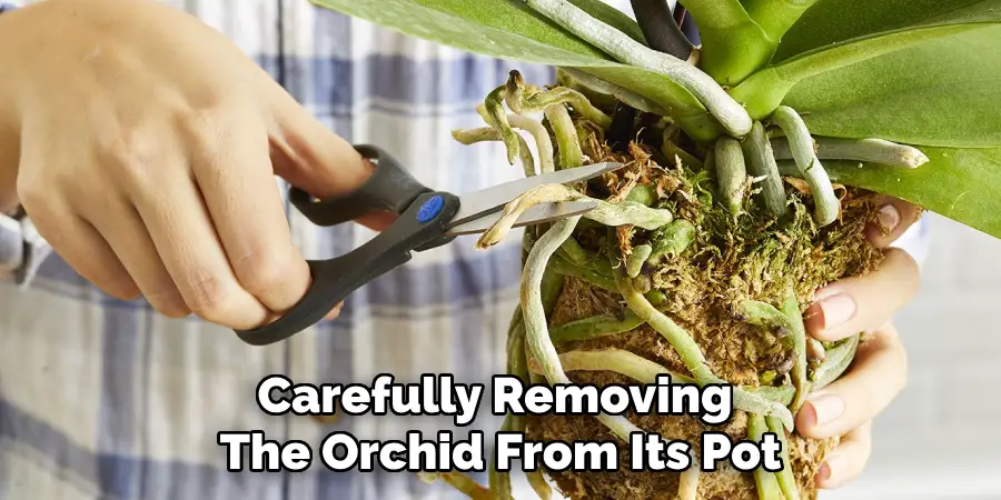 Carefully Removing
The Orchid From Its Pot