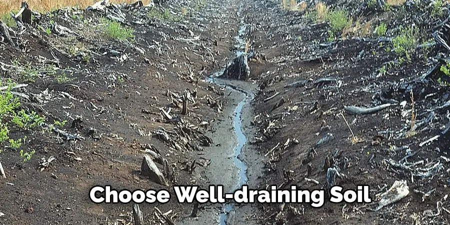 Choose Well-draining Soil 