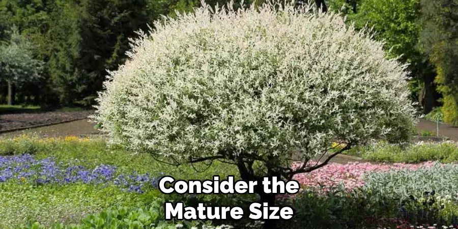 Consider the Mature Size 