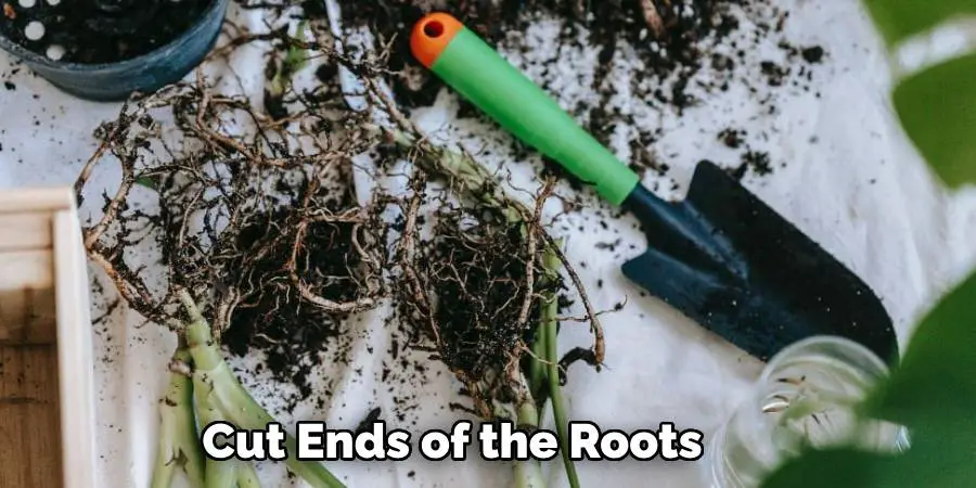 Cut Ends of the Roots 