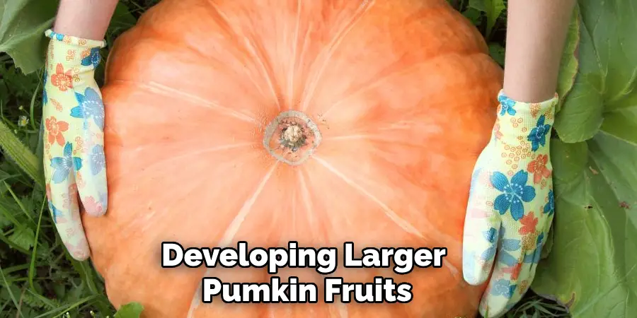 Developing Larger Pumkin Fruits