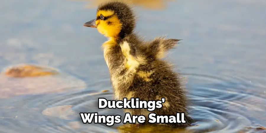Ducklings’
Wings Are Small