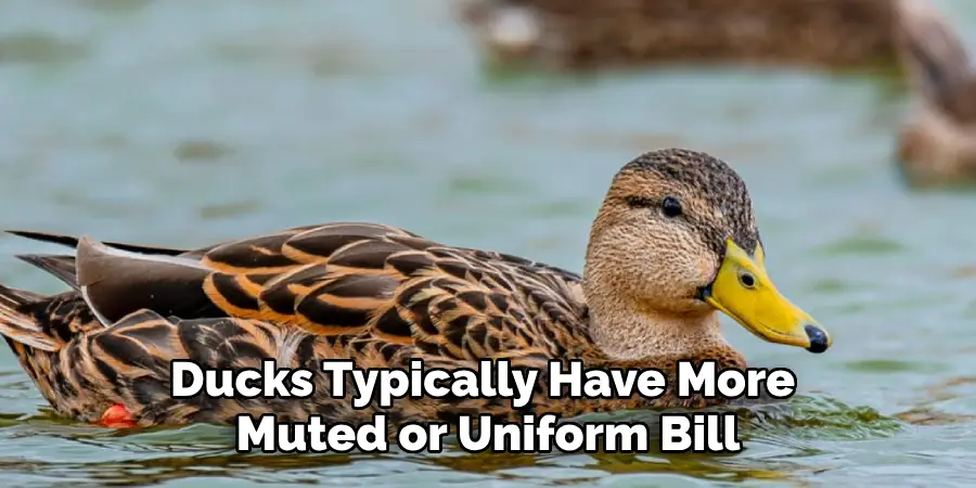 Ducks Typically Have More
Muted or Uniform Bill
