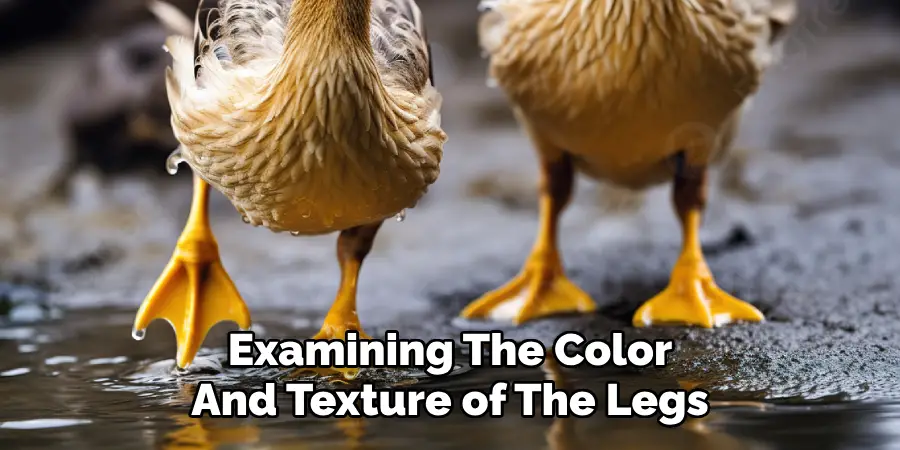 Examining the Color
And Texture of the Legs