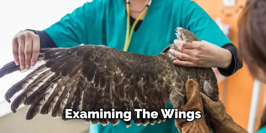 Examining the Wings