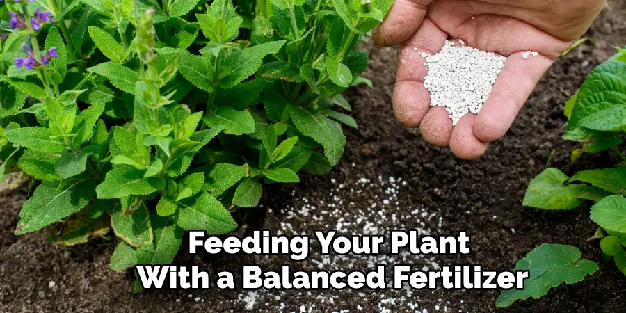 Feeding Your Plant
With a Balanced Fertilizer
