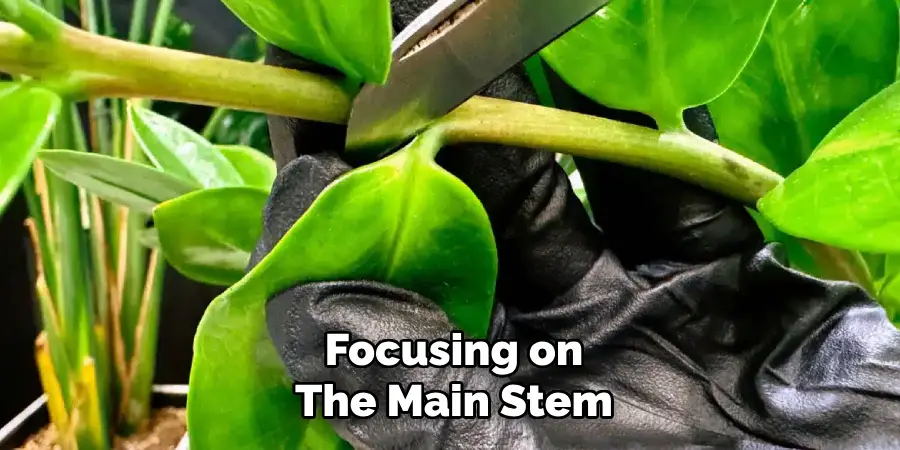 Focusing on
The Main Stem