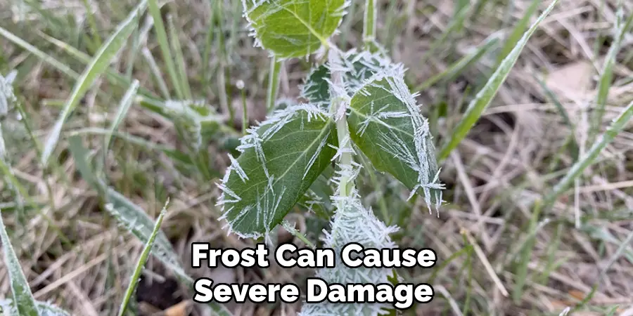 
Frost Can Cause Severe Damage 