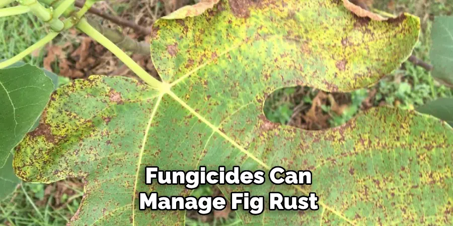 Fungicides Can
Manage Fig Rust