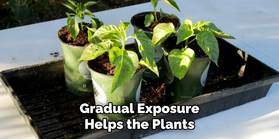 Gradual Exposure
Helps the Plants