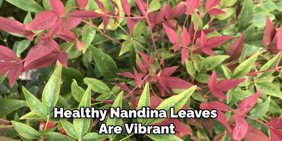 Healthy Nandina Leaves Are Vibrant