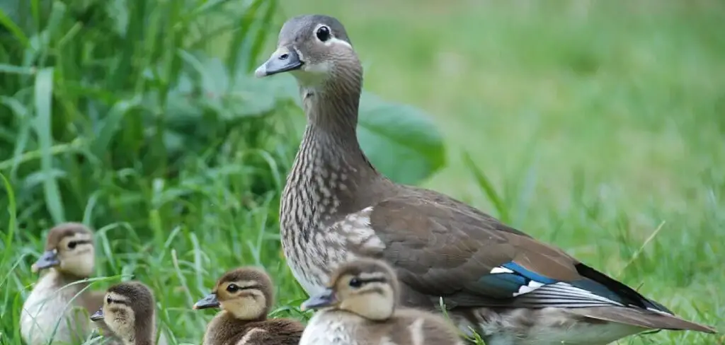 How to Break a Broody Duck