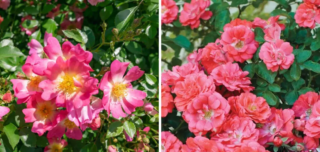 How to Care for Drift Roses