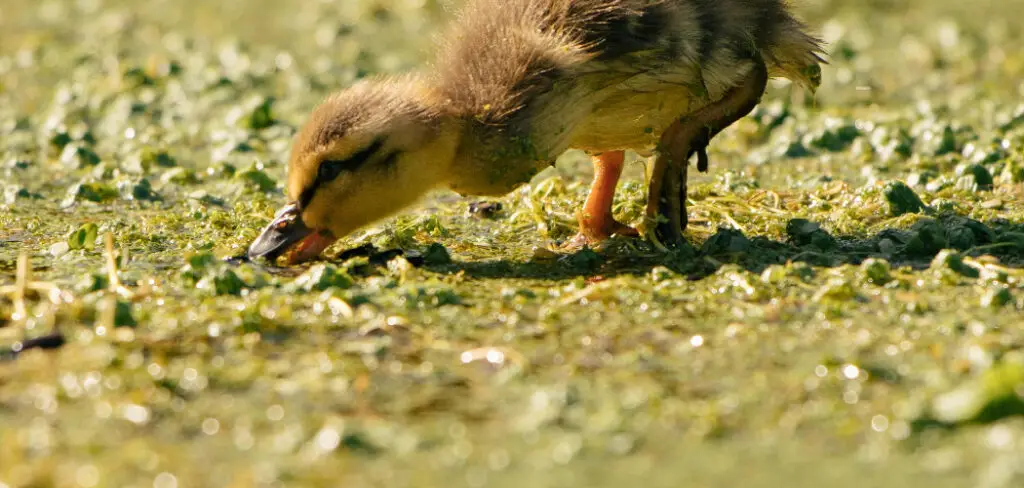 How to Feed Ducks Oats