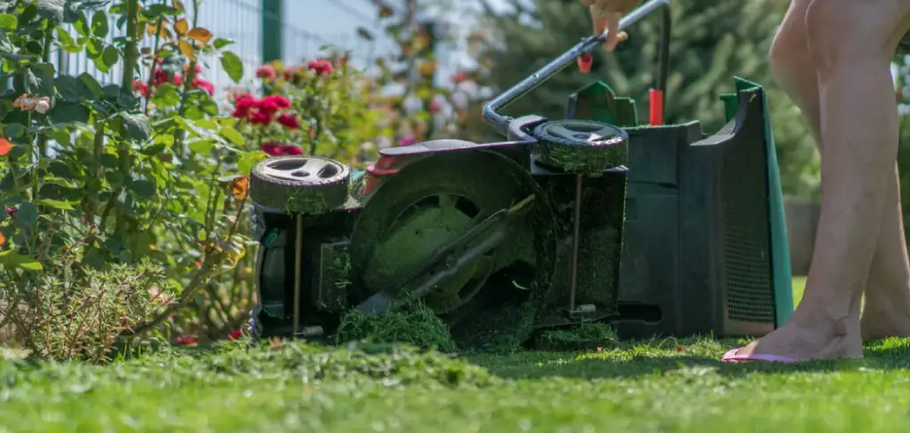 How to Fix Scalped Lawn