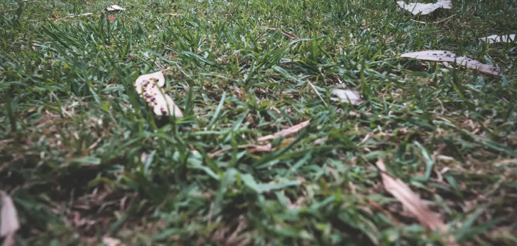 How to Fix Thin Lawn