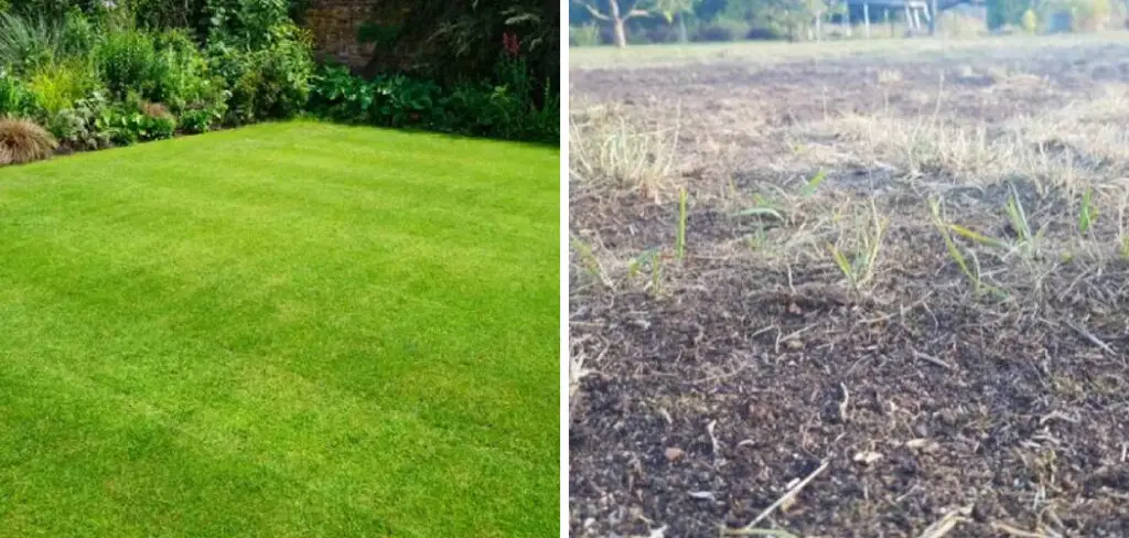 How to Fix an Ugly Lawn