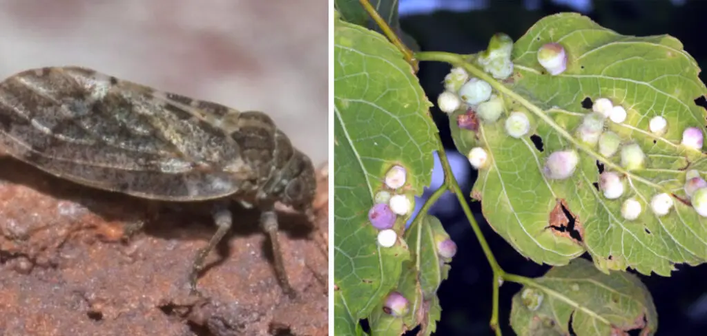 How to Get Rid of Hackberry Psyllids