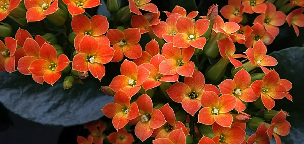 How to Get a Kalanchoe to Bloom