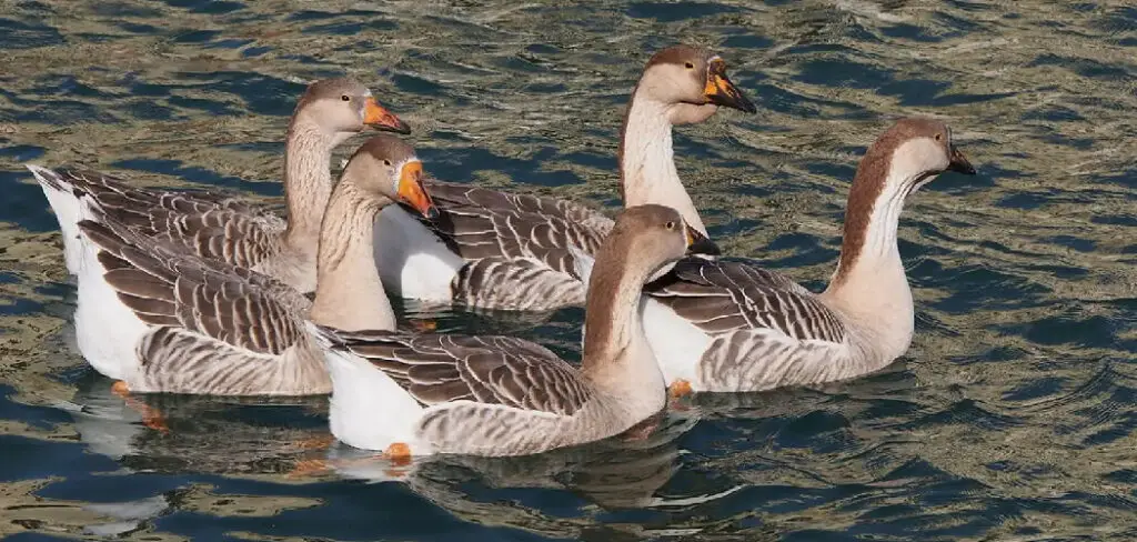 How to Identify Female Goose