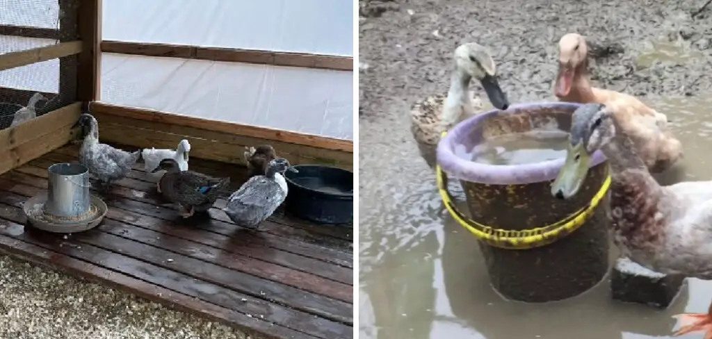How to Keep Duck Pen from Getting Muddy