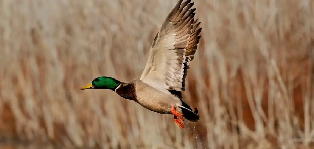 How to Keep Ducks from Flying Away