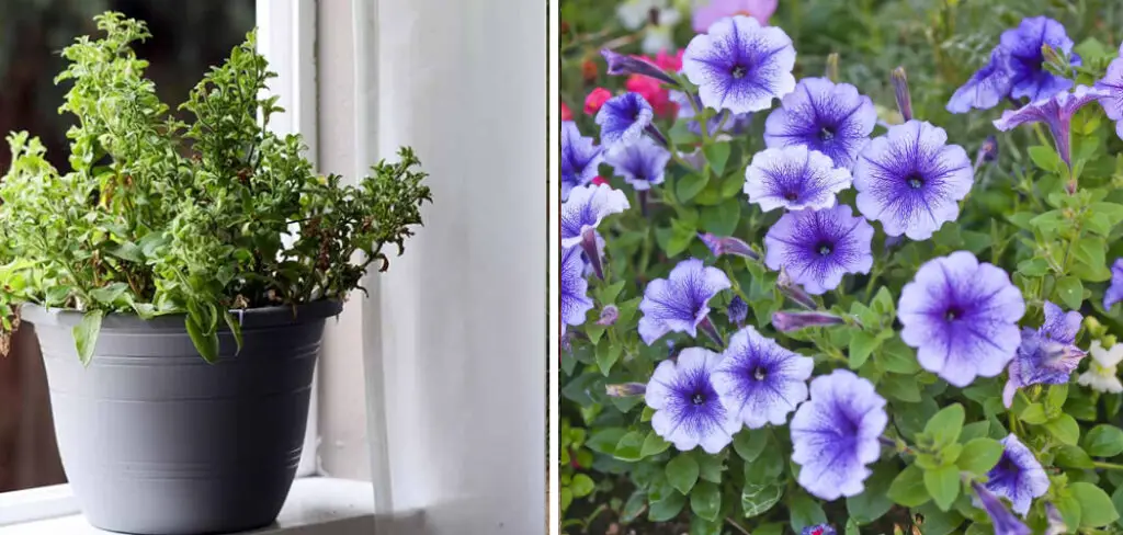 How to Keep Petunias Alive During Winter