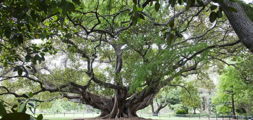 How to Make a Fig Tree Grow Faster