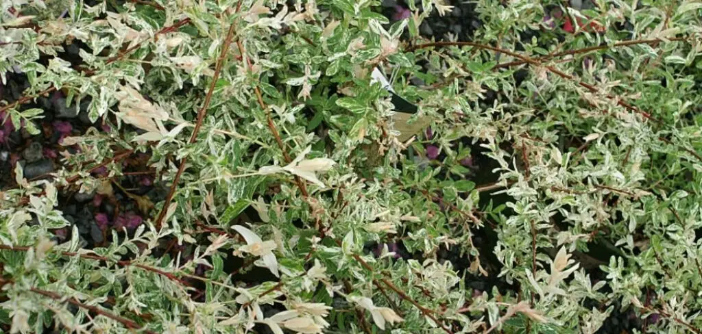 How to Plant Hakuro Nishiki Willow