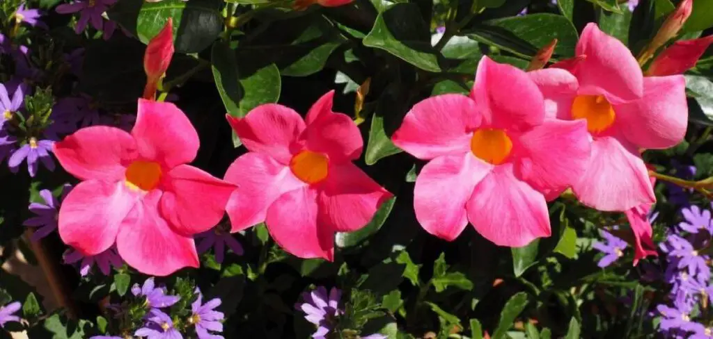How to Plant Rio Dipladenia in Garden