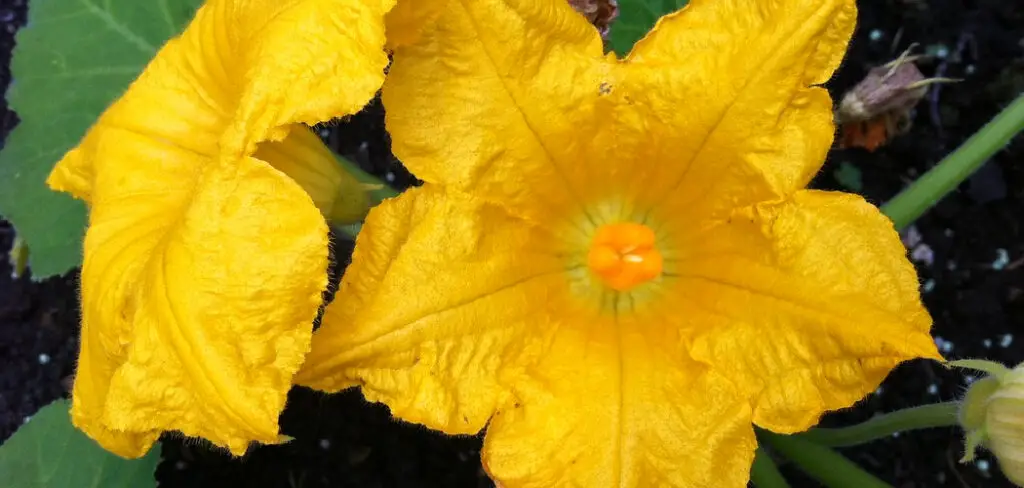 How to Promote Female Flowers on Pumpkin